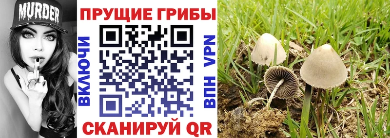 Псилоцибиновые грибы ЛСД  Купить где  Борисоглебск 